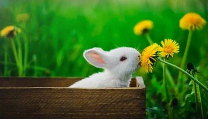 云开体育网站-利物浦功勋主帅霍利尔逝世 足坛悼念：晚安，老板